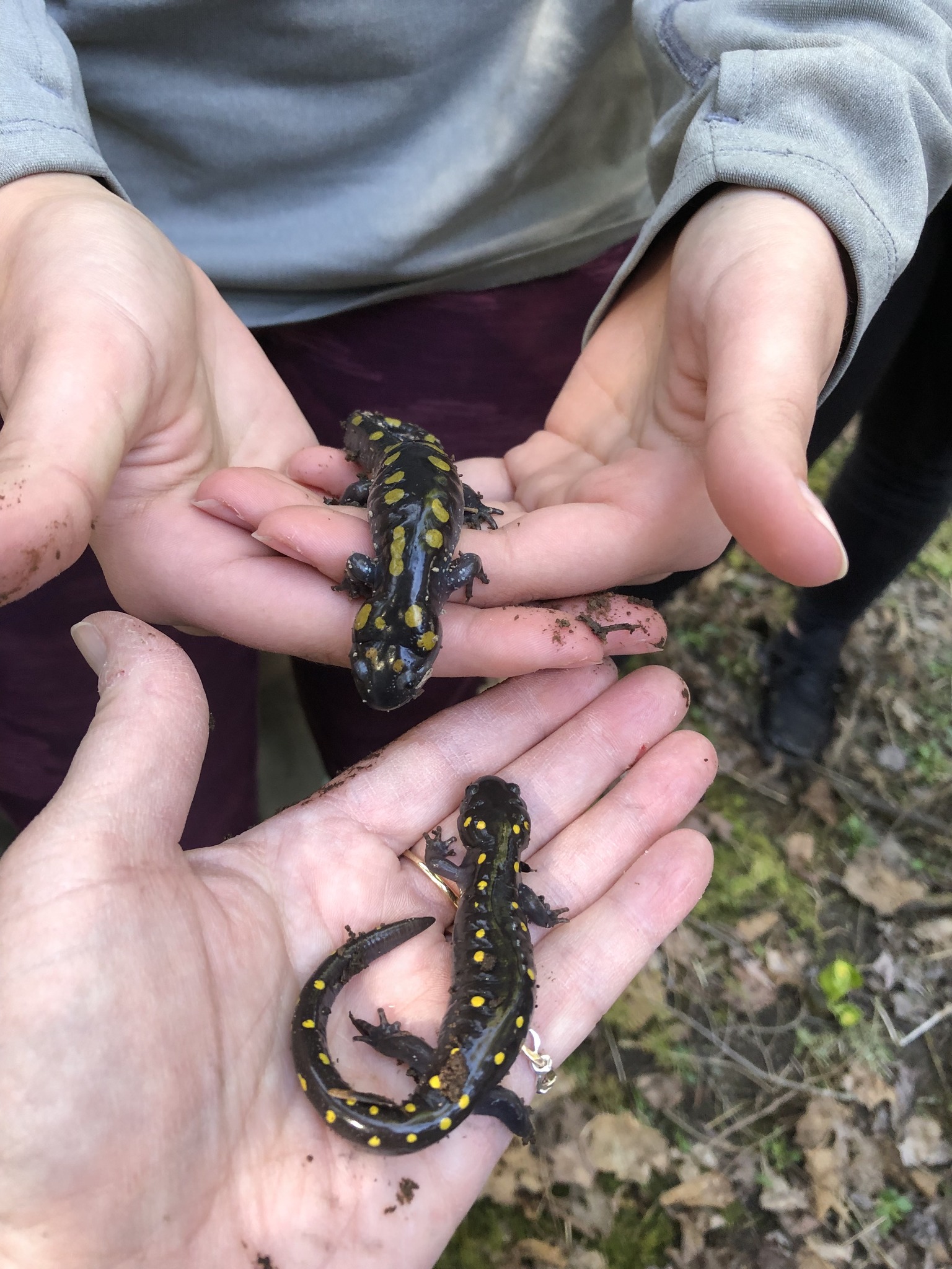 At Home In Nature News, Sports, Jobs Post Journal